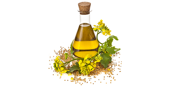Canola Oil Seed Flower.jpg