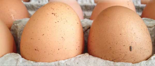 Egg Feature.jpg