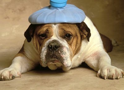 Sick Dog.jpg