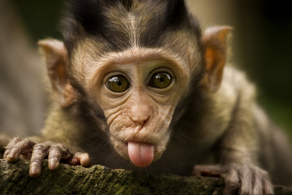 So_tongue.jpg