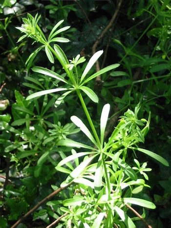 Cleavers.jpg