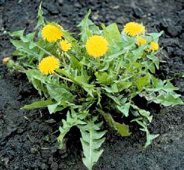 dandelion greens