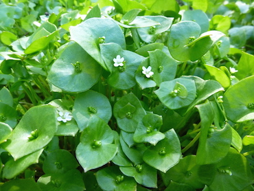 miner's lettuce